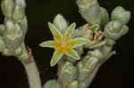 Longleaf buckwheat